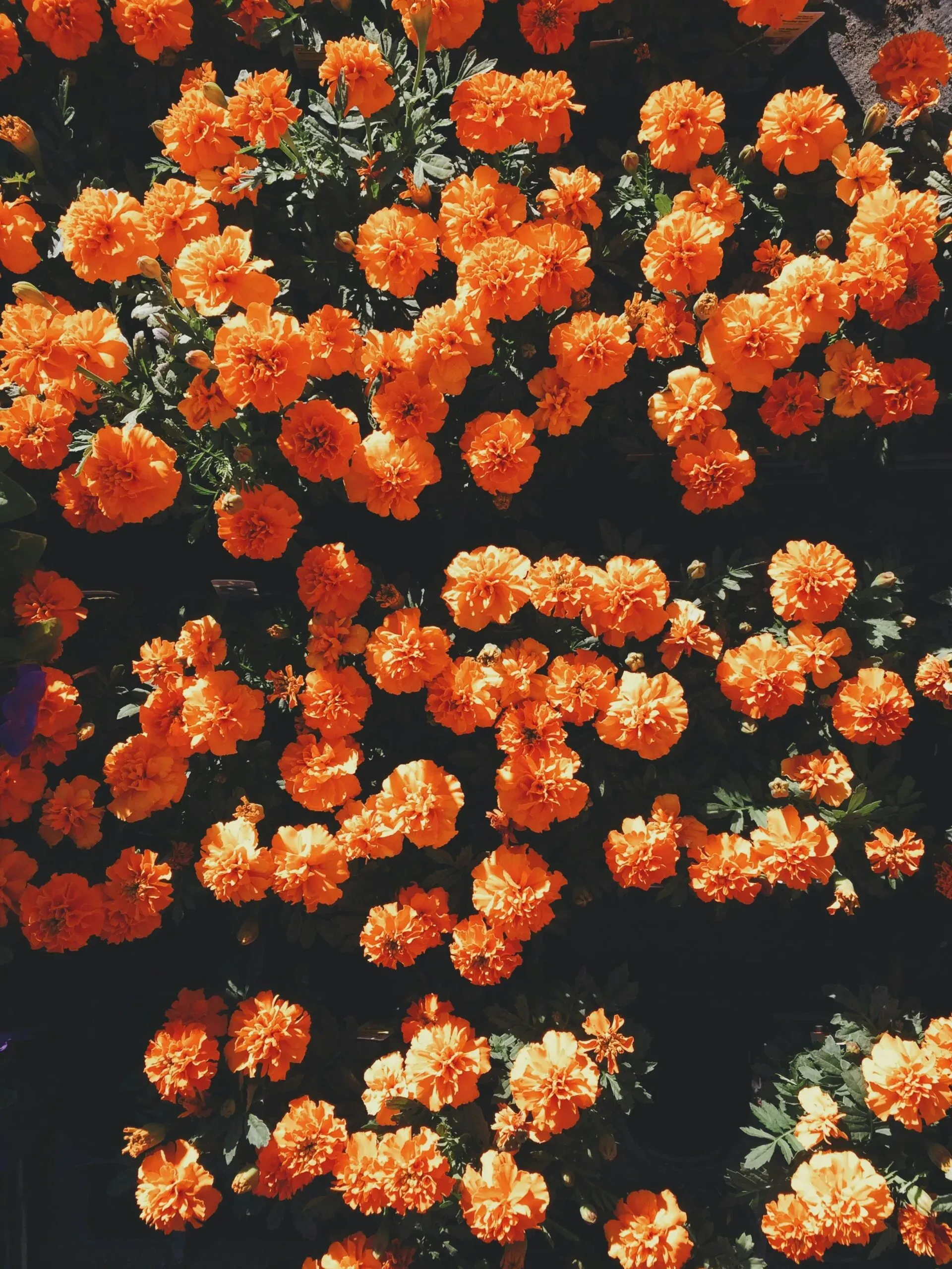 Champ de fleurs orange vif pour le souvenir et l'hommage aux défunts.